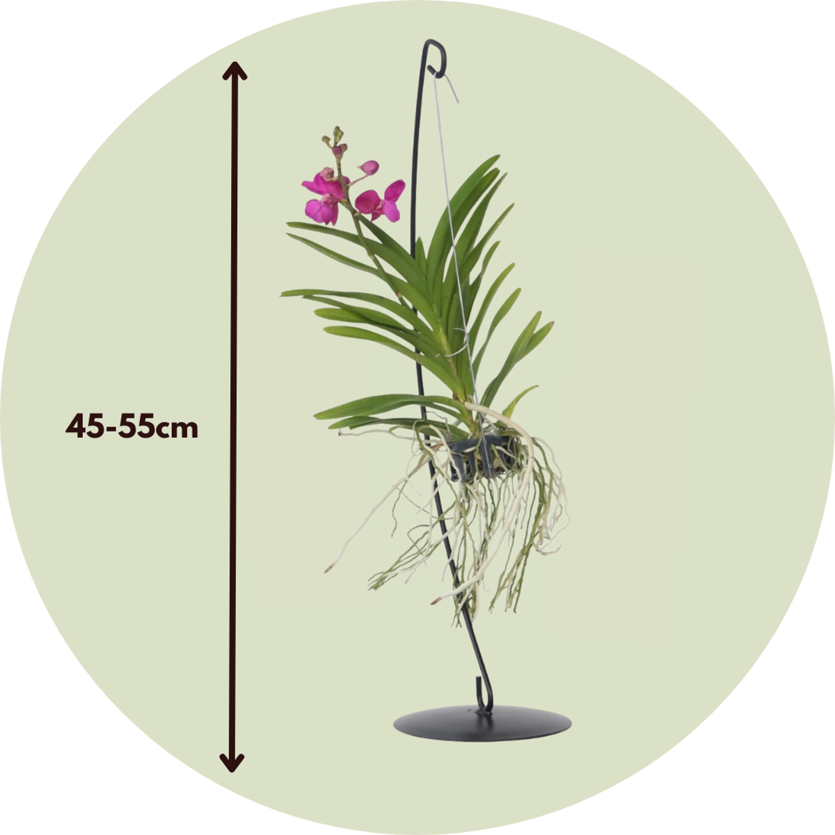 Vanda mit Ständer - Rosa