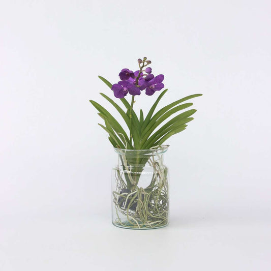 Vanda 'Bose' in Vase - Orchidee - Blau