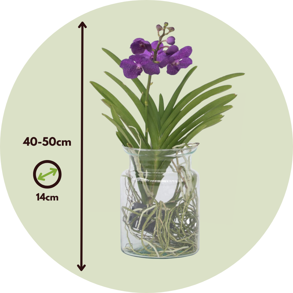 Vanda 'Bose' in Vase - Orchidee - Blau