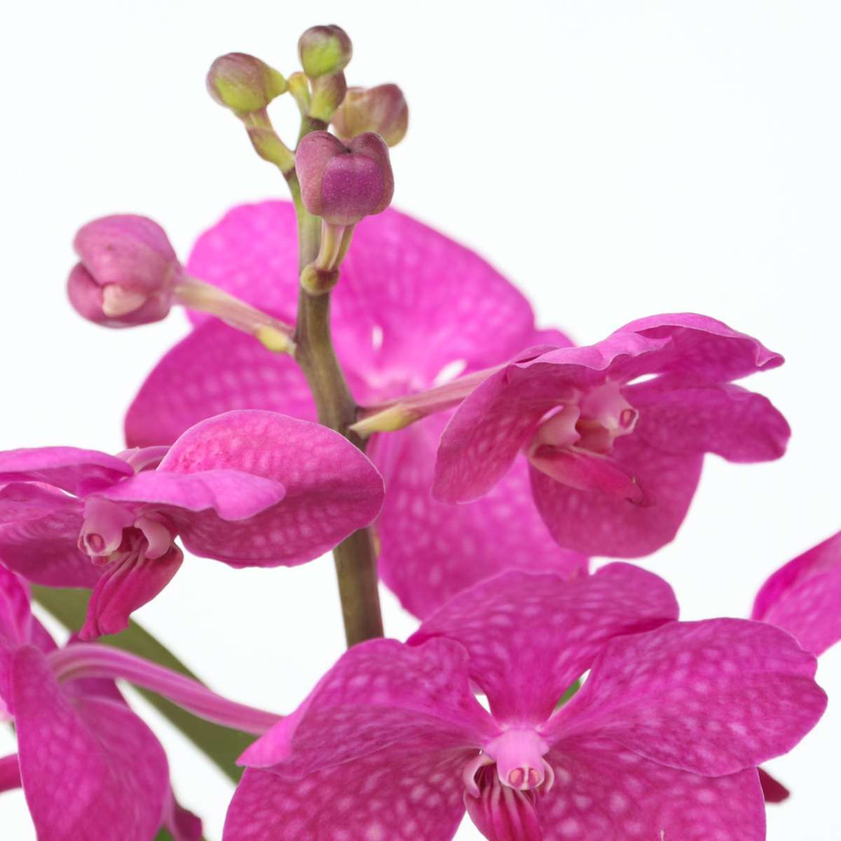 Vanda 'Bose' in Vase - Orchidee - Kirsche