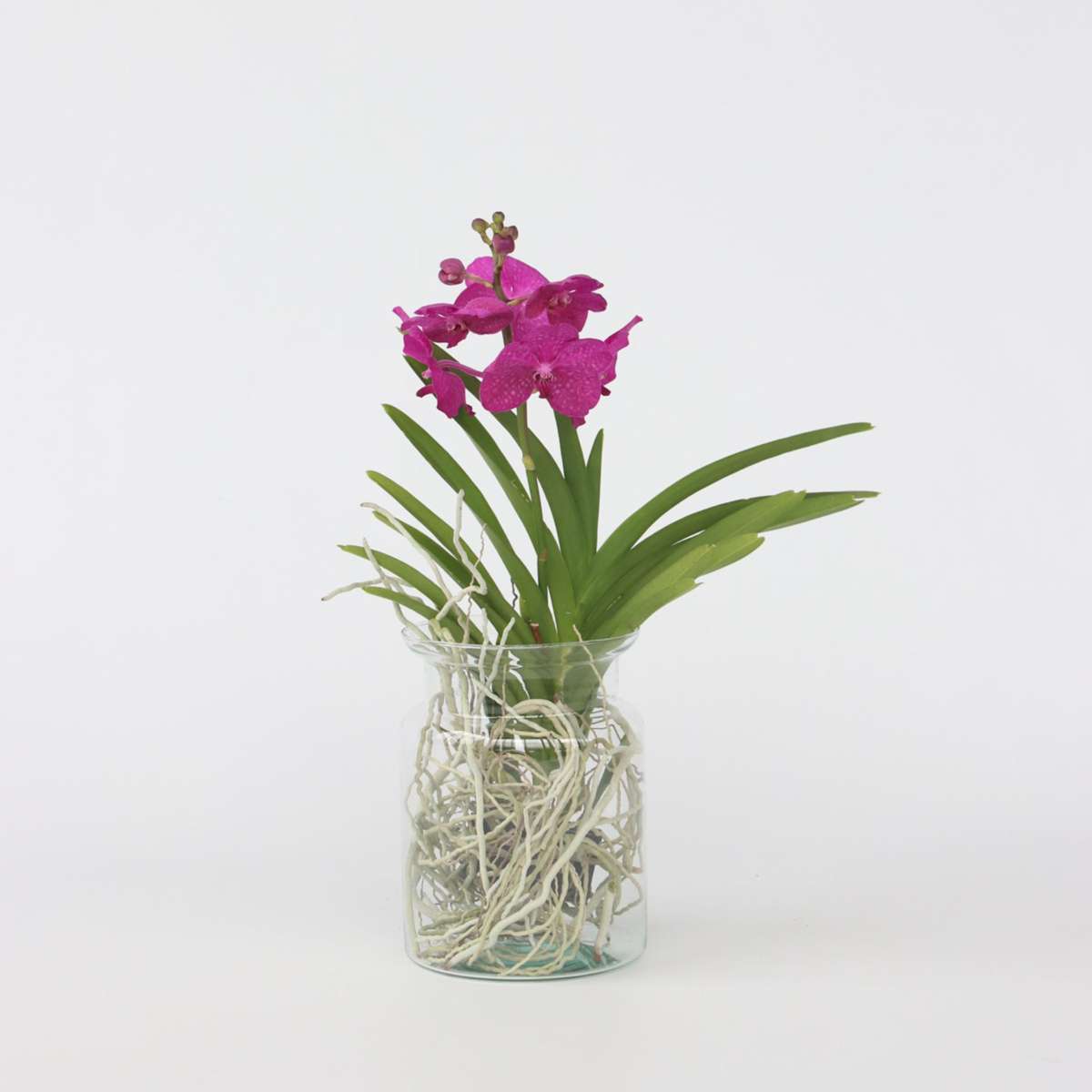 Vanda 'Bose' in Vase - Orchidee - Kirsche