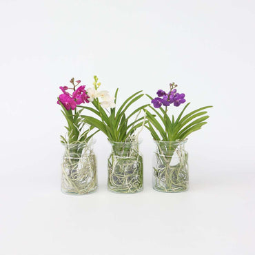 Vanda 'Bose' in Vase - Orchidee - Weiß