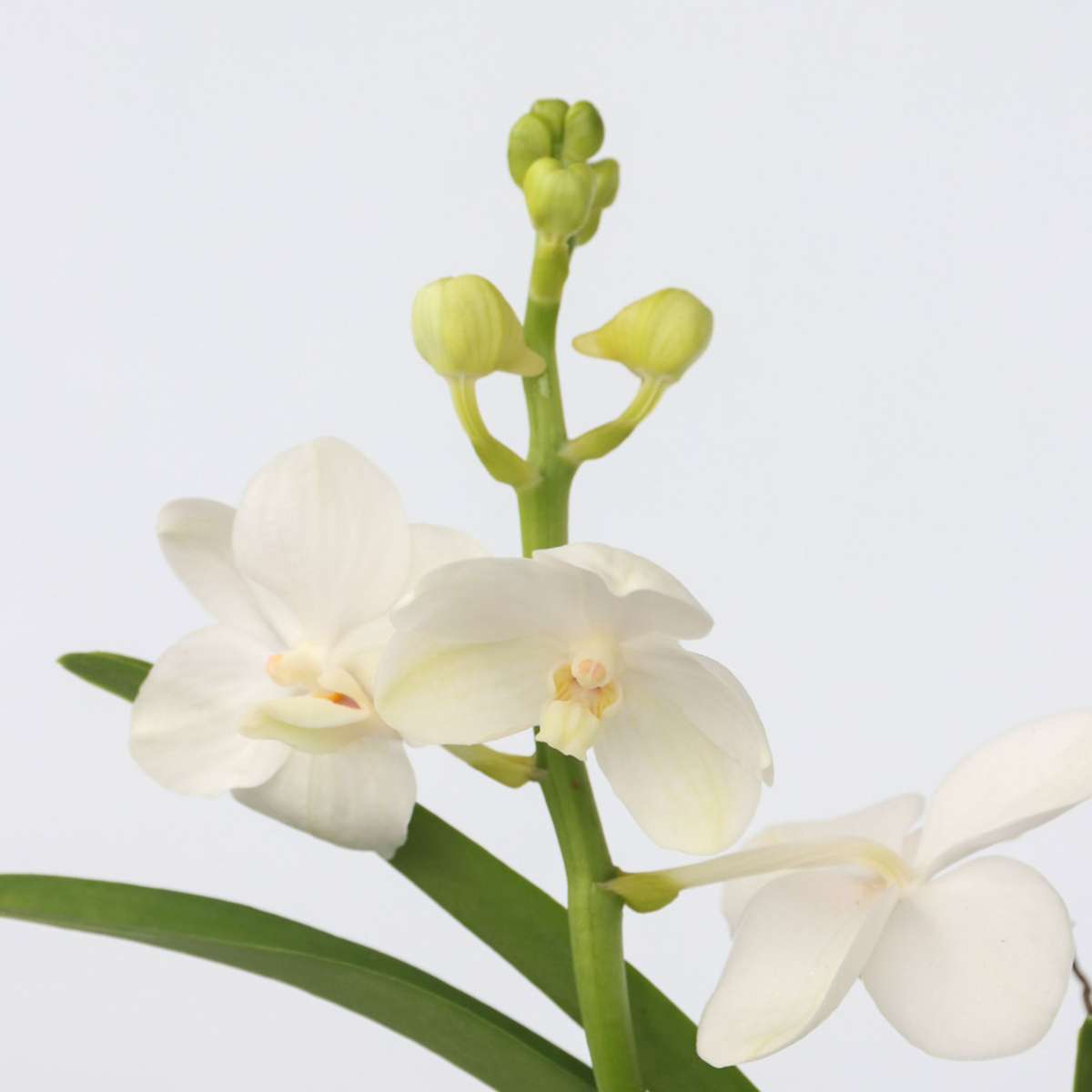 Vanda 'Bose' in Vase - Orchidee - Weiß