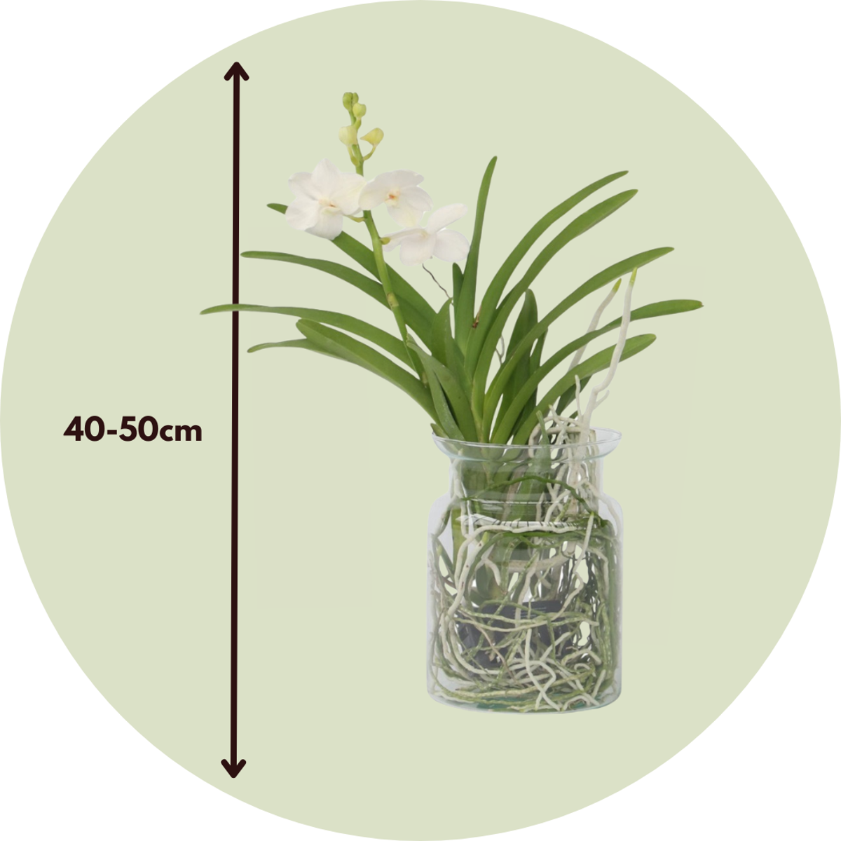 Vanda 'Bose' in Vase - Orchidee - Weiß