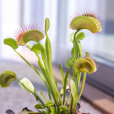 Dionaea Muscipula – 6er-Set – Venusfliegenfalle