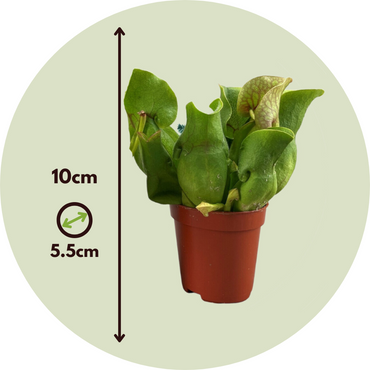 Sarracenia purpurea - 3er-Set - Fleischfressende Pflanze