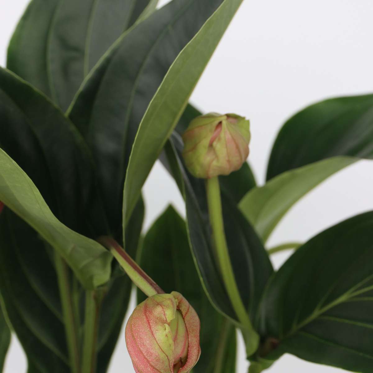 Medinilla Magnifica 'Flamenco'