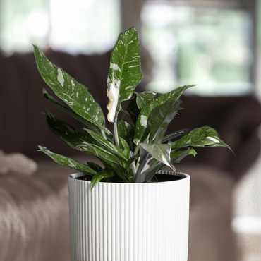 Philodendron 'Cobra' - Hängepflanze