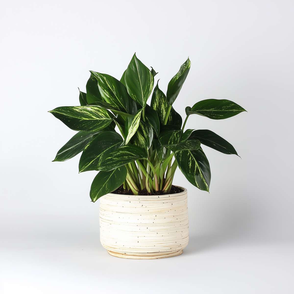 Philodendron 'Cobra' - Hängepflanze