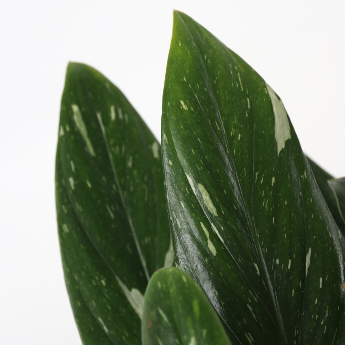 Philodendron 'Cobra' - Hängepflanze
