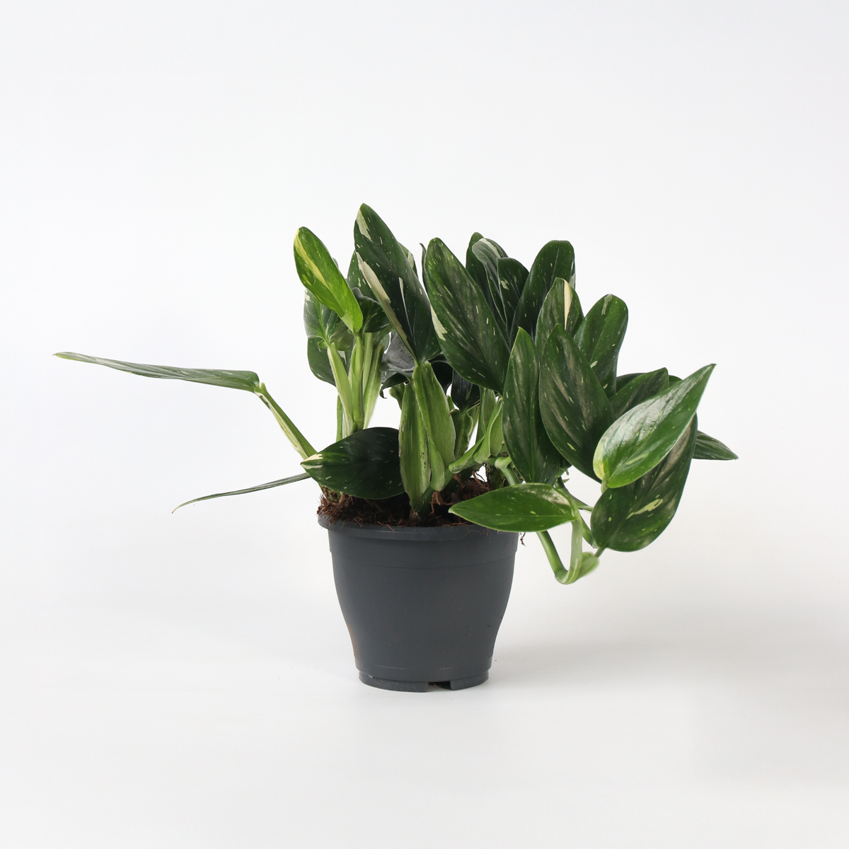Philodendron 'Cobra' - Hängepflanze