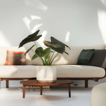 Alocasia 'Wentii' - Elefantenohr