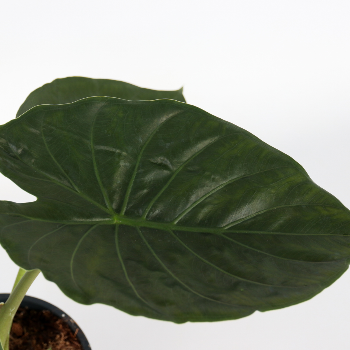 Alocasia 'Wentii' - Elefantenohr
