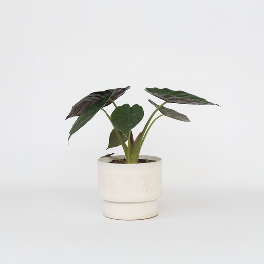 Alocasia 'Wentii' - Elefantenohr