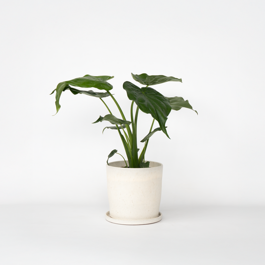 Alocasia 'Cucullata' - Elefantenohr