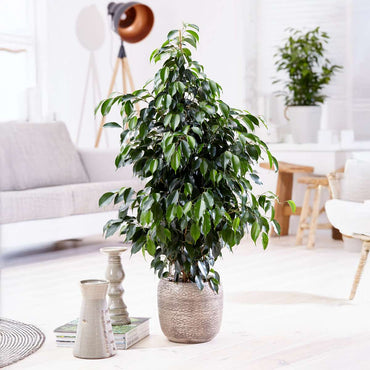 Ficus benjamina 'Danielle'