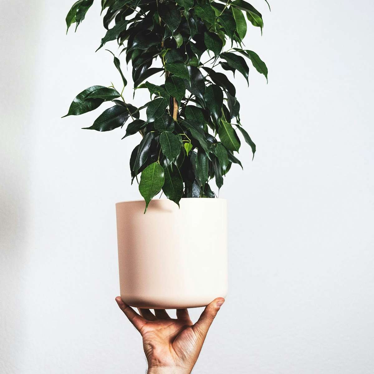 Ficus benjamina 'Danielle'