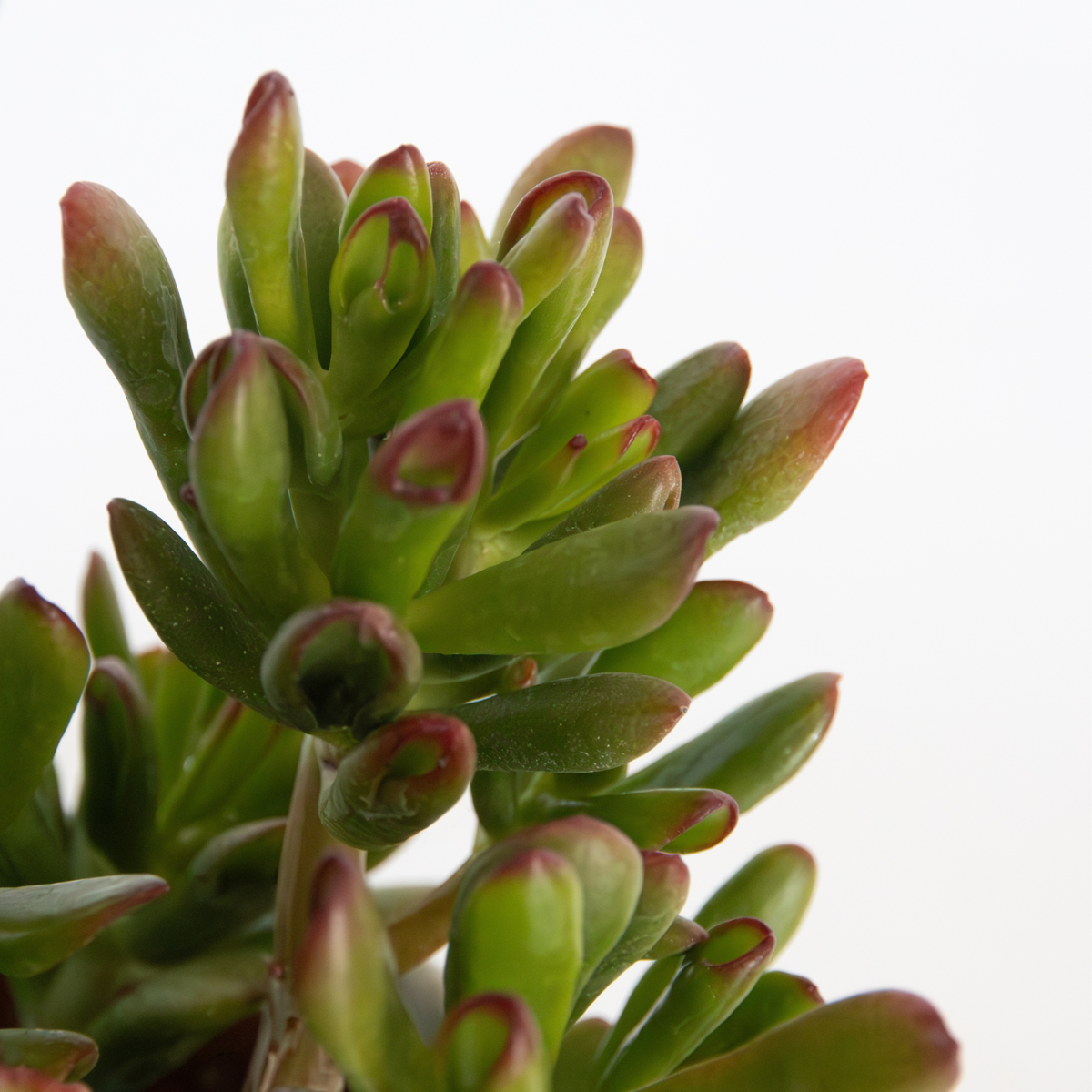 Crassula ovata 'Gollum' - 2er-Set