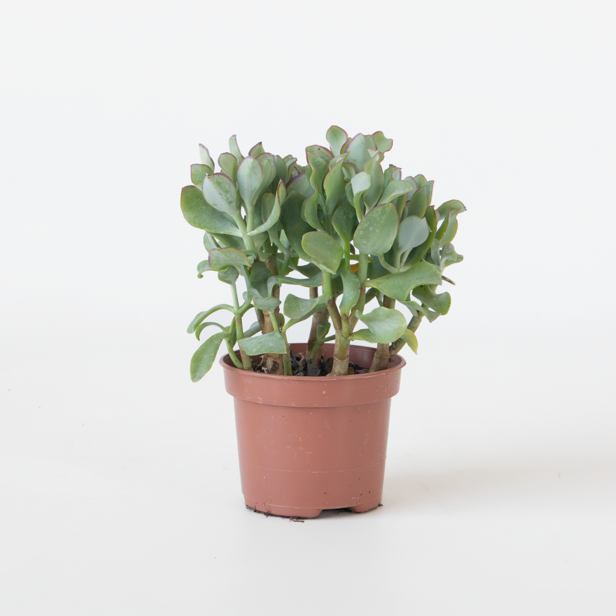 Jadepflanze - Crassula arborescens 'Curly'