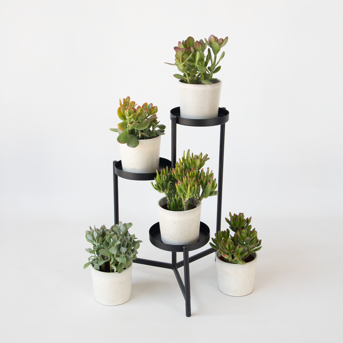 Jadepflanze - Crassula arborescens 'Curly' - 2er-Set