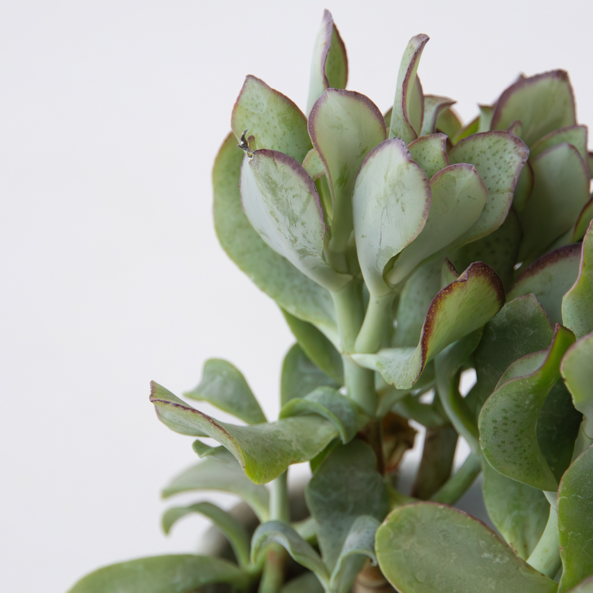 Jadepflanze - Crassula arborescens 'Curly' - 2er-Set