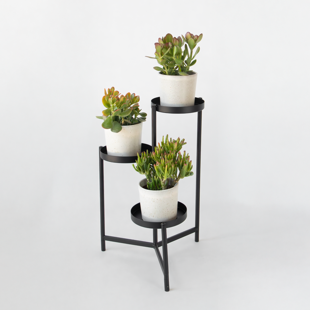 Crassula ovata - 3er-Mix