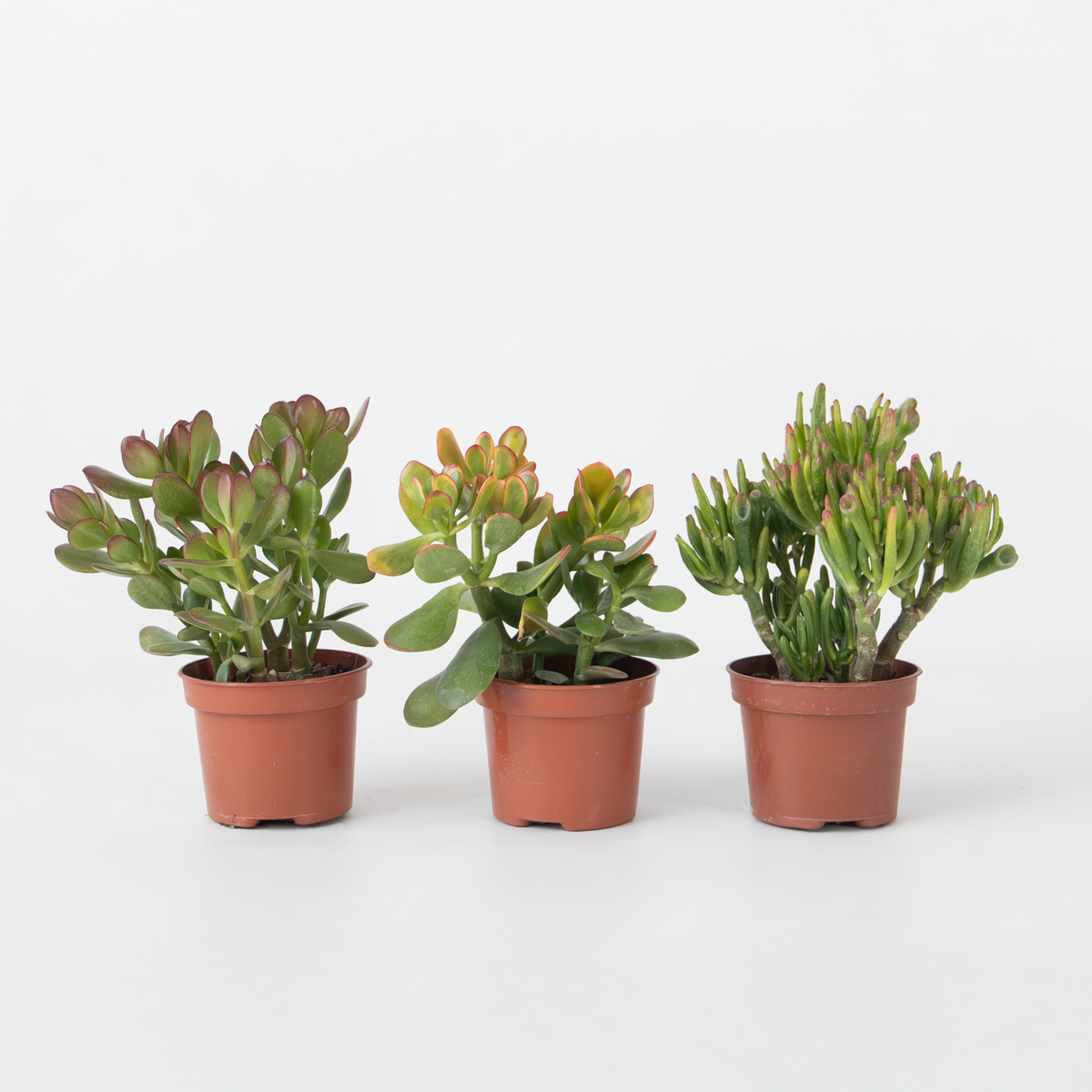 Crassula ovata - 3er-Mix