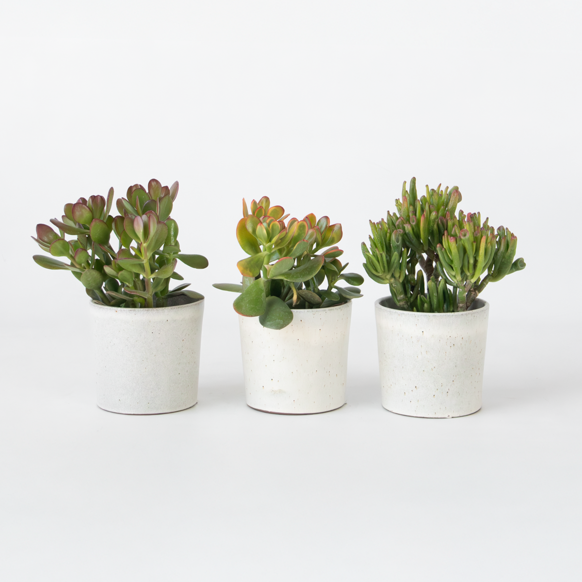 Crassula ovata - 3er-Mix