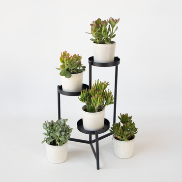 Crassula ovata - 5er-Mix