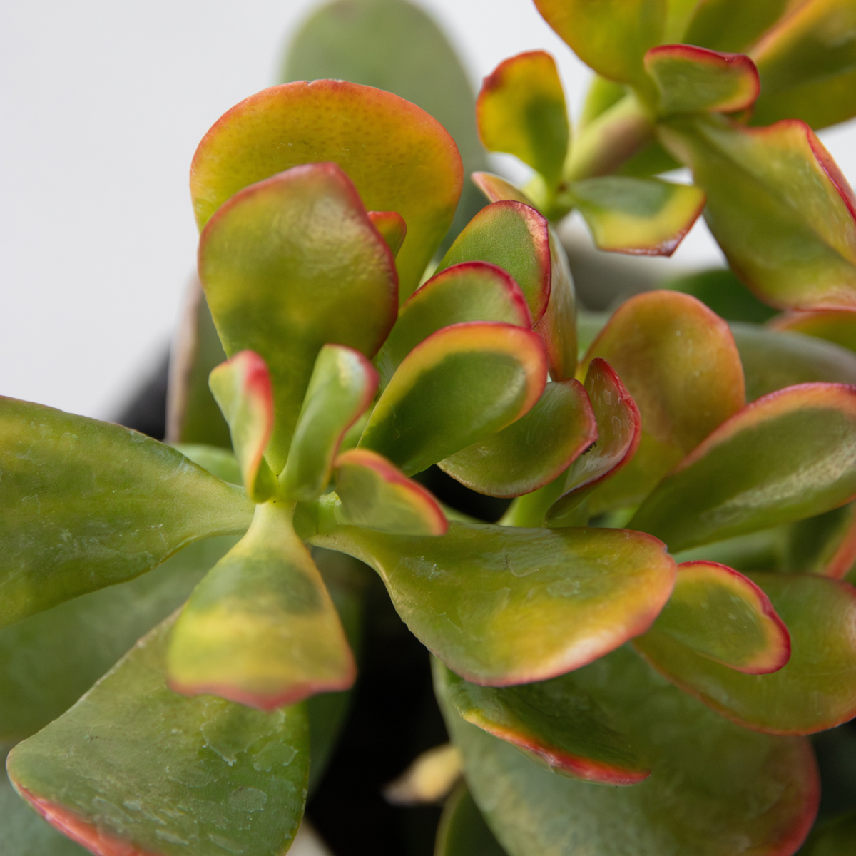 Crassula ovata - 5er-Mix