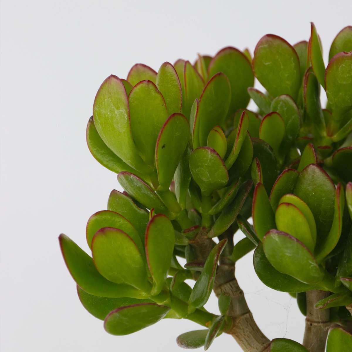 Crassula ovata - 5er-Mix