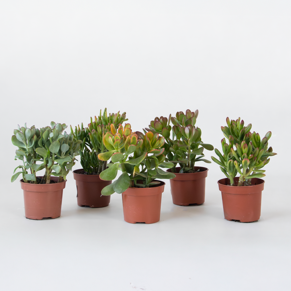 Crassula ovata - 5er-Mix