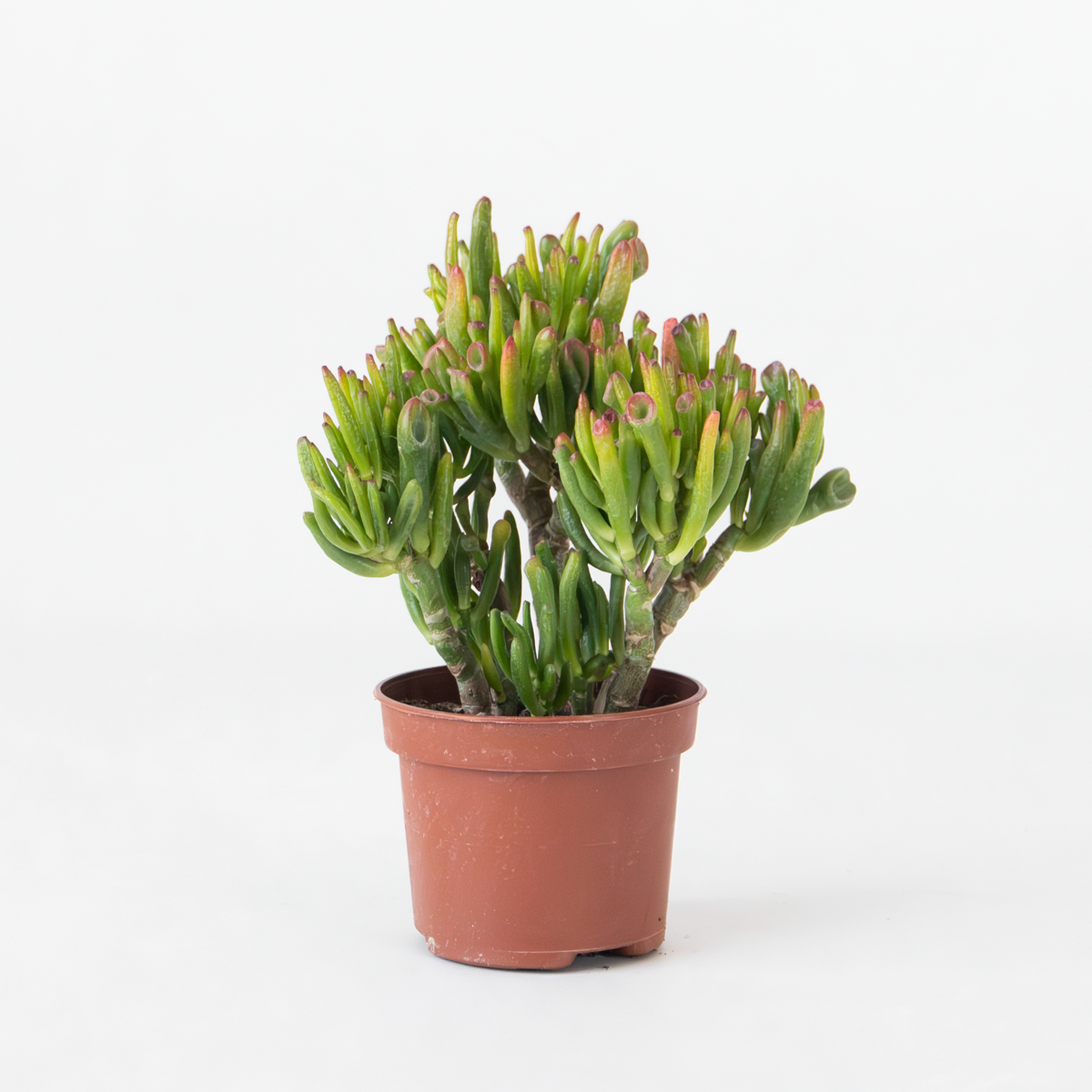 Crassula ovata 'Hobbit'
