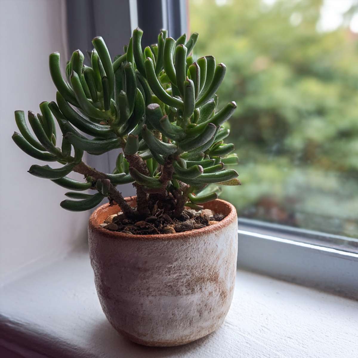 Crassula ovata 'Hobbit' - 2er-Set