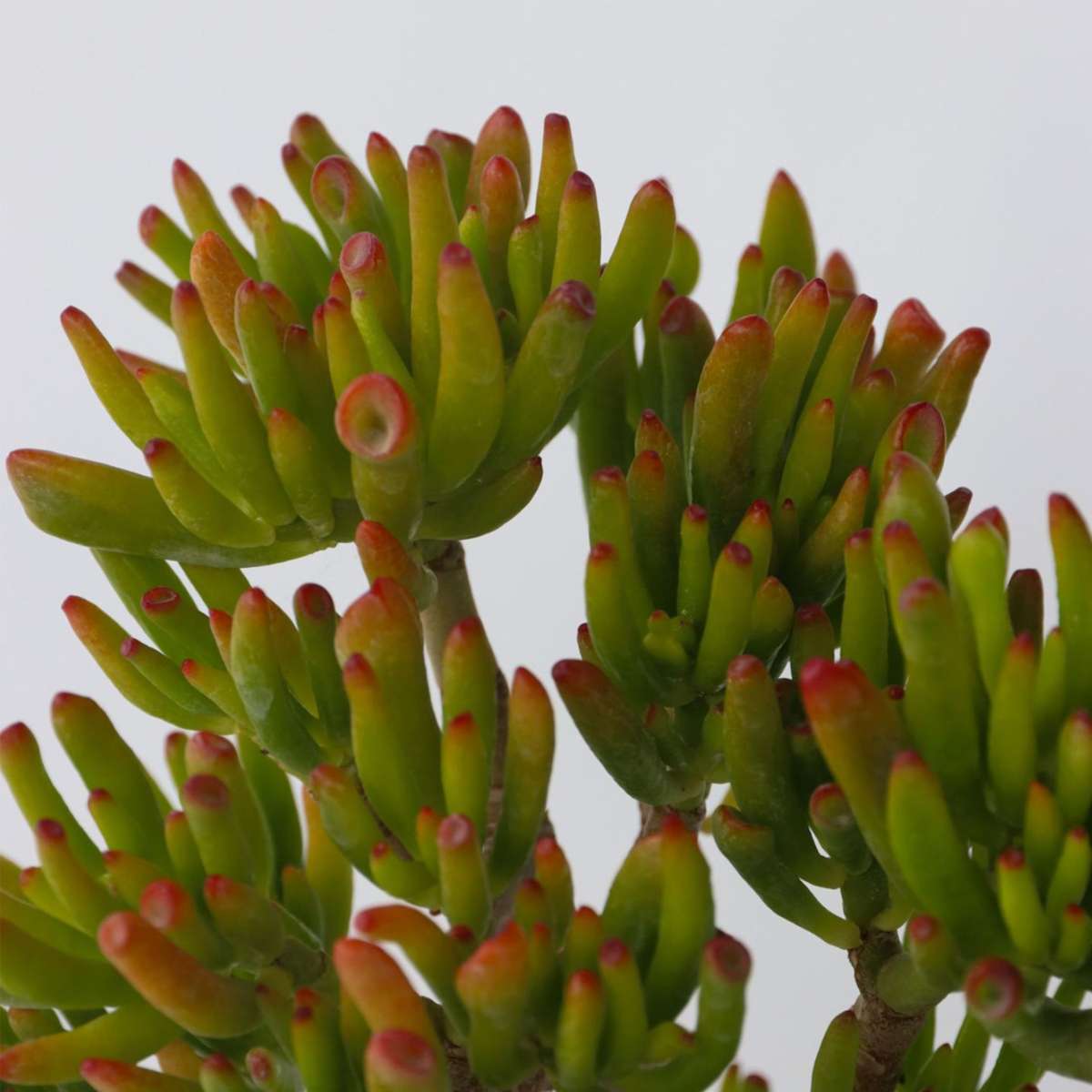 Crassula ovata 'Hobbit' - 2er-Set