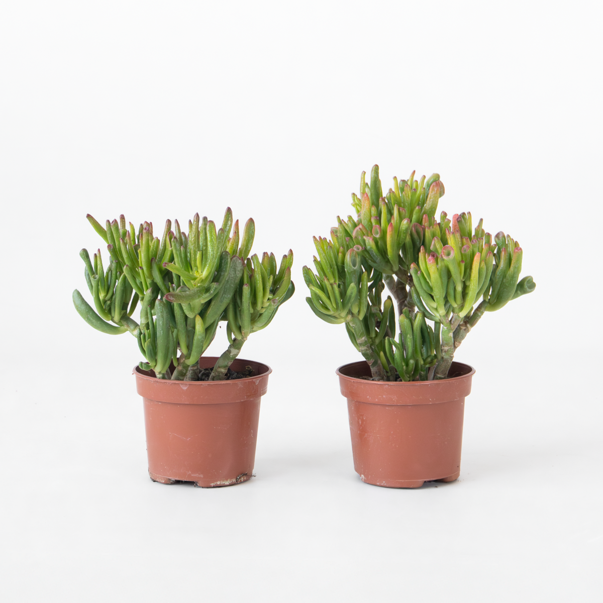 Crassula ovata 'Hobbit' - 2er-Set