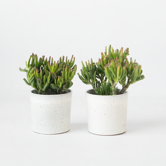 Crassula ovata 'Hobbit' - 2er-Set