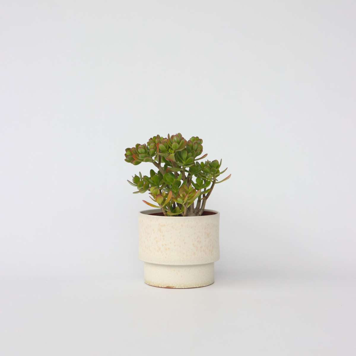 Crassula ovata 'Hobbit'