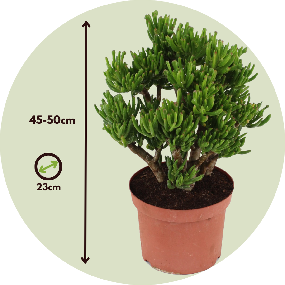Crassula ovata 'Hobbit'