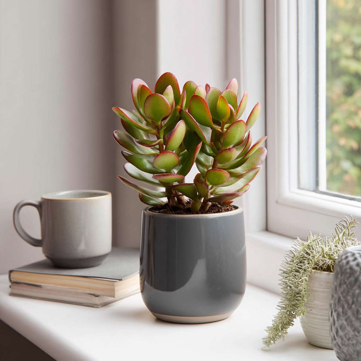 Crassula ovata 'Sunset'