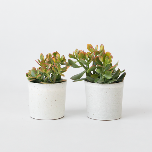 Crassula ovata 'Sunset' - 2er-Set