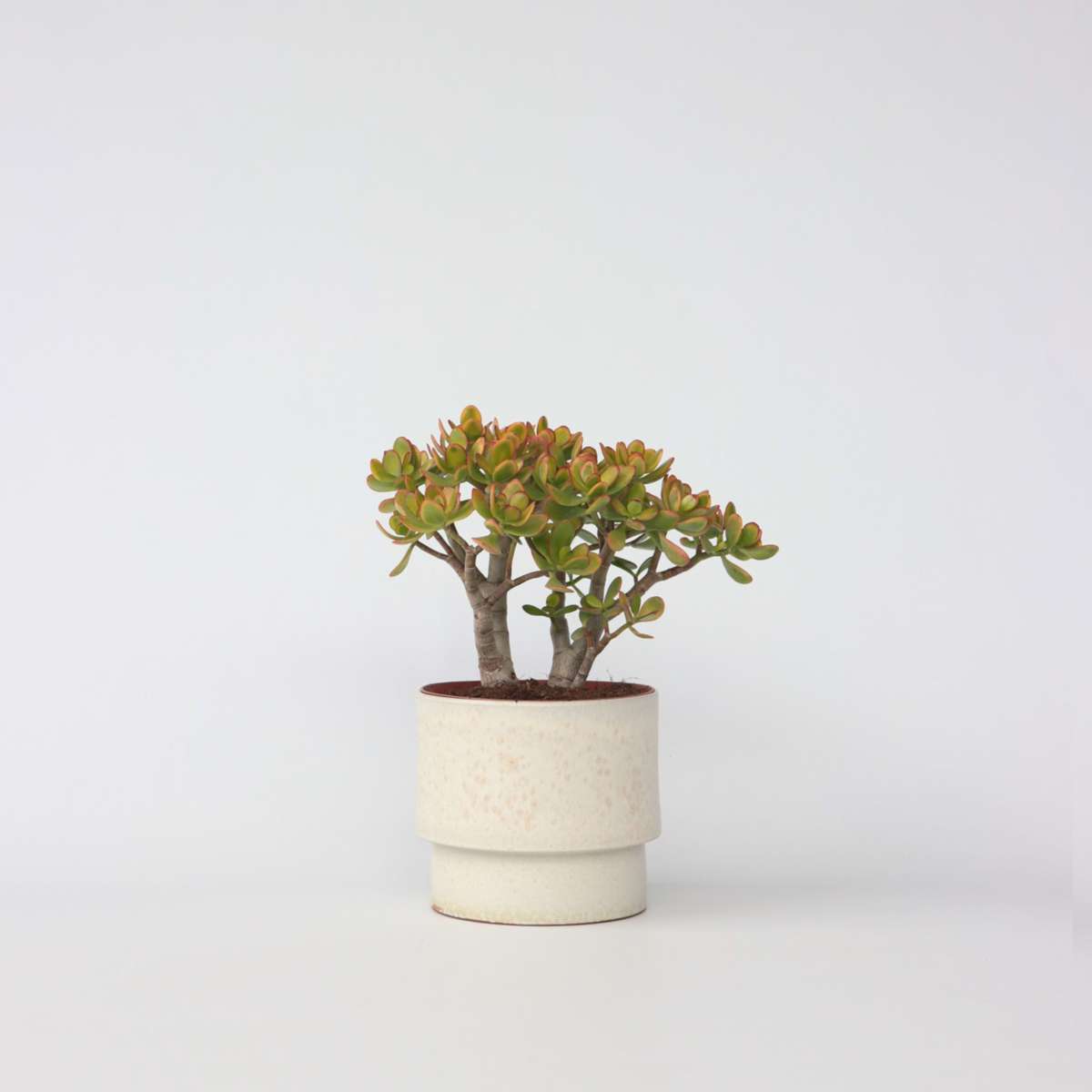 Crassula ovata 'Sunset'