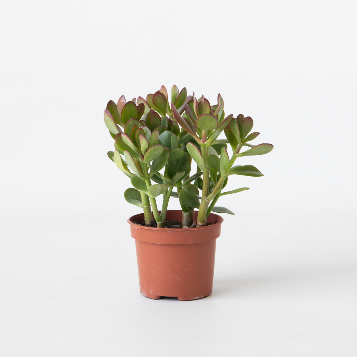 Crassula ovata 'Minor'