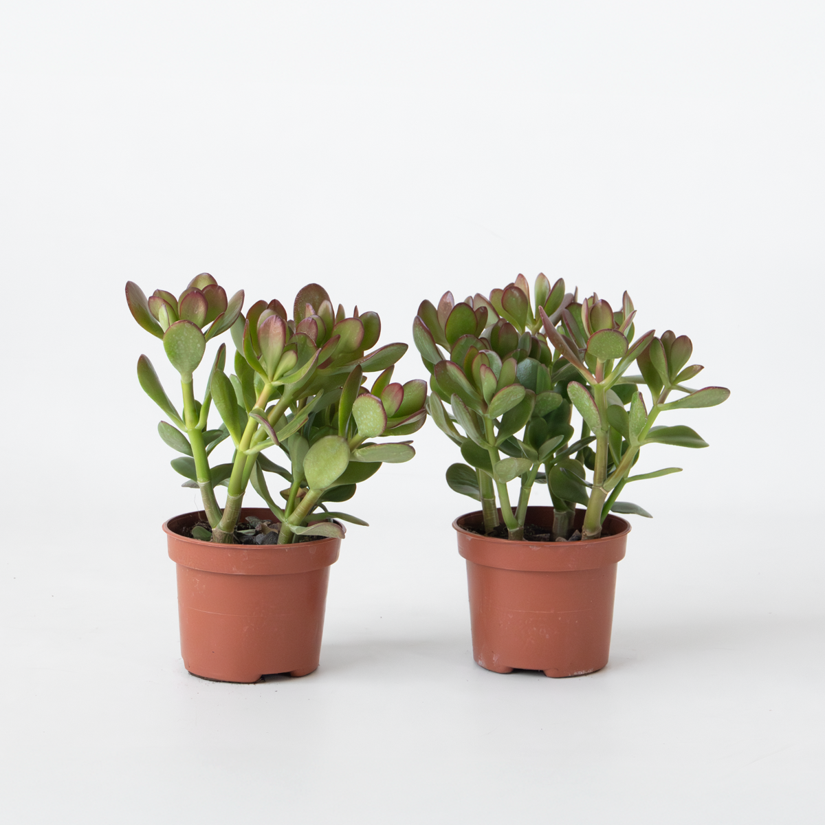 Crassula ovata 'Minor' - 2er-Set