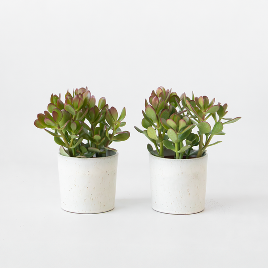 Crassula ovata 'Minor' - 2er-Set