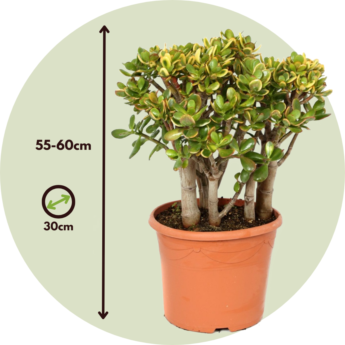 Crassula ovata 'Sunset'