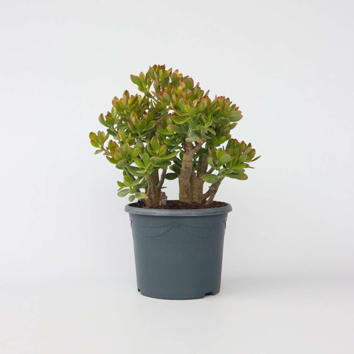 Crassula ovata 'Sunset'