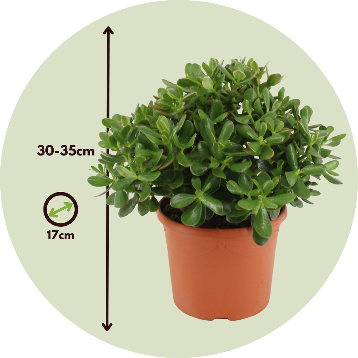 Crassula ovata 'Minor'