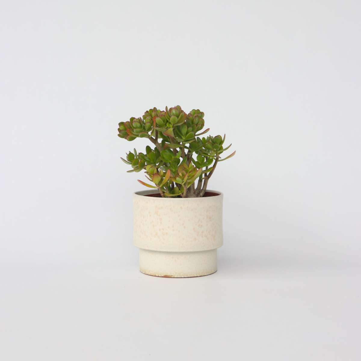 Crassula ovata 'Minor'
