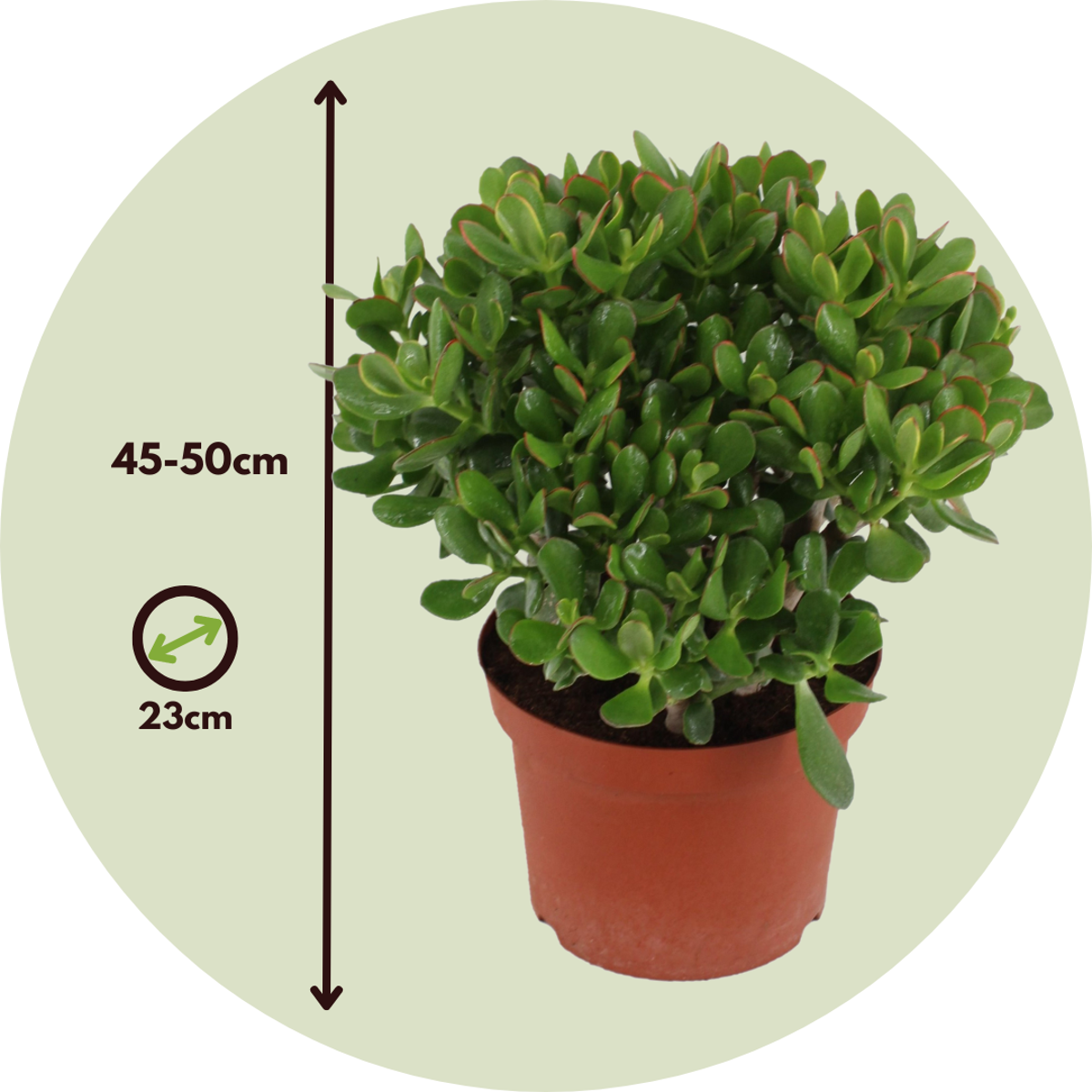 Crassula ovata 'Minor'